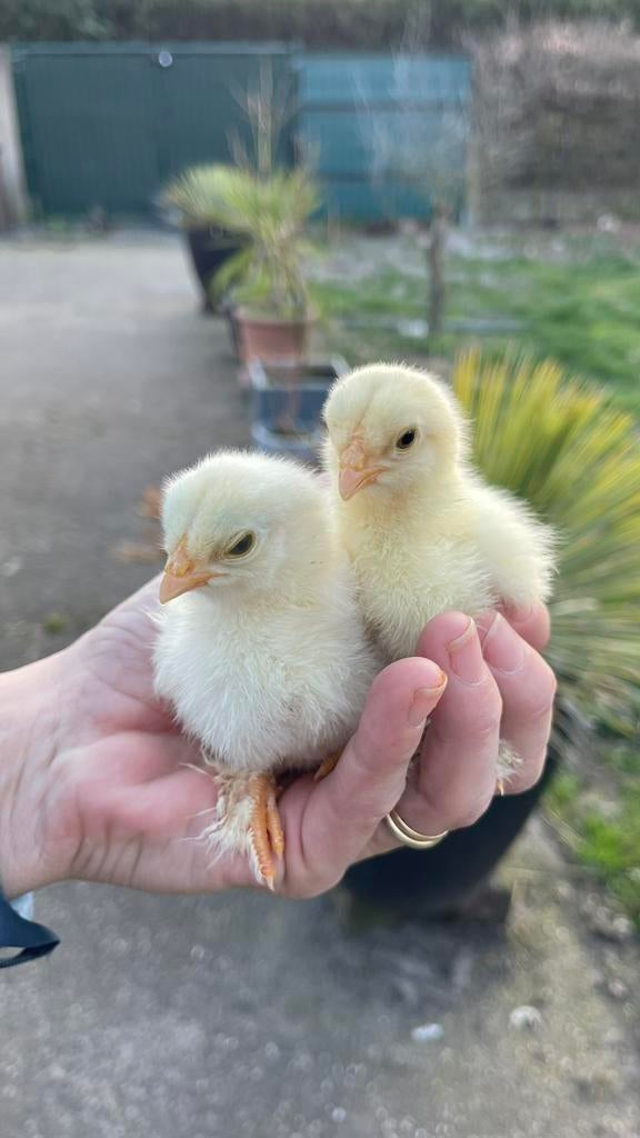 Brahma kuikens - verschillende leefdtijden, Dieren en Toebehoren, Pluimvee, Kip