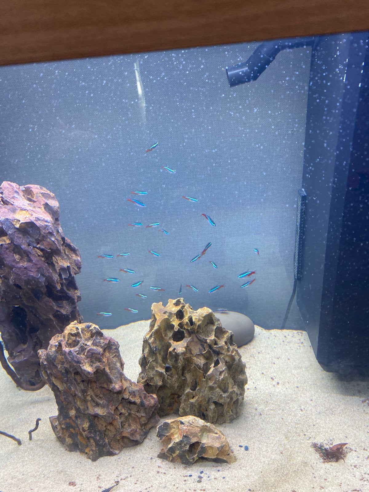 NEON TETRA VISSEN