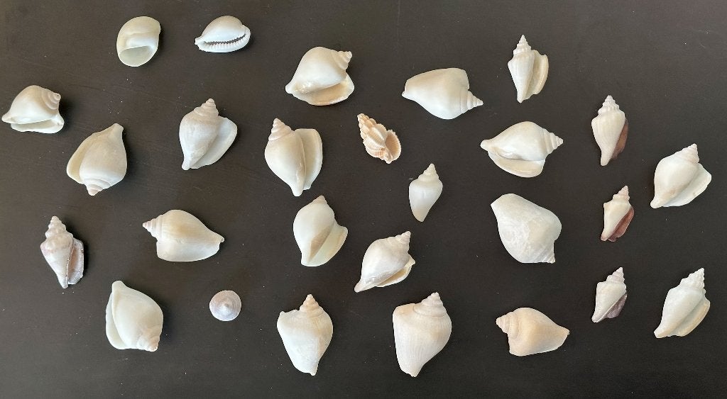 Lot coquillages blancs beiges Cambodge, Collections, Enlèvement, Coquillage(s)