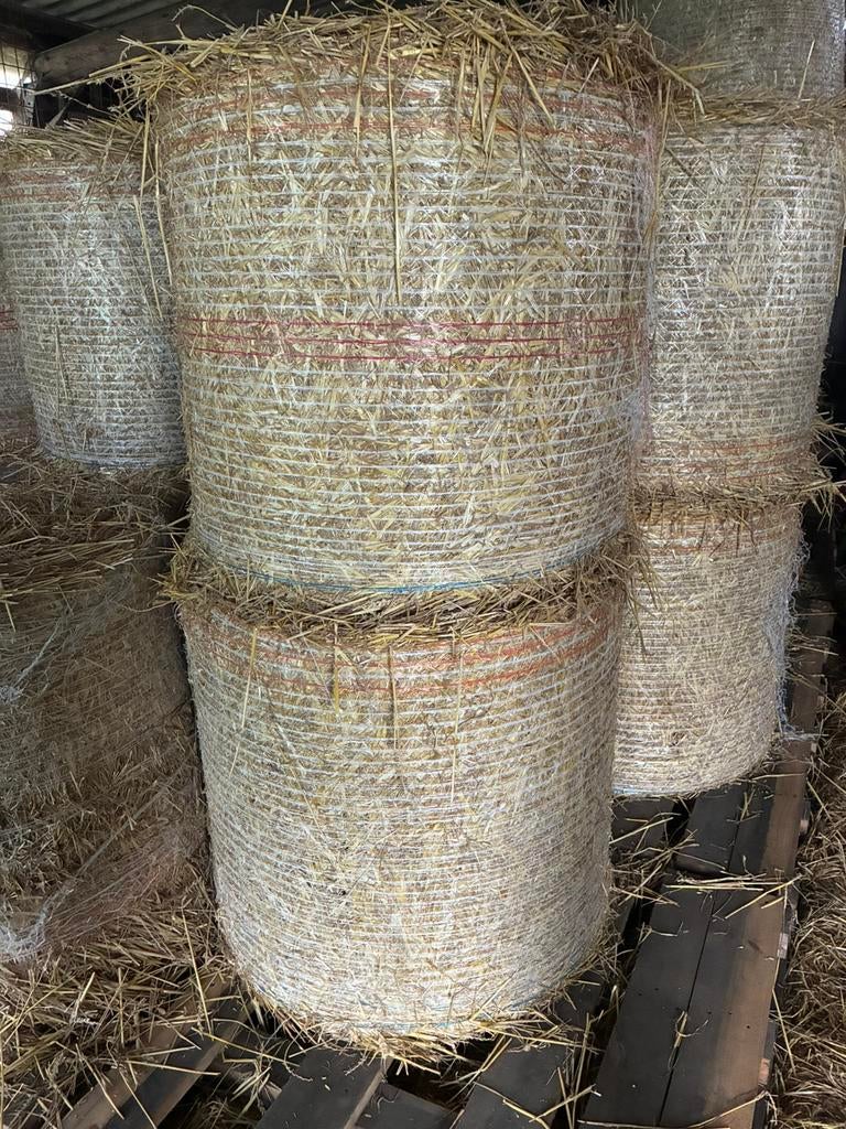 Midi balen tarwe stro, Mise à l'étable