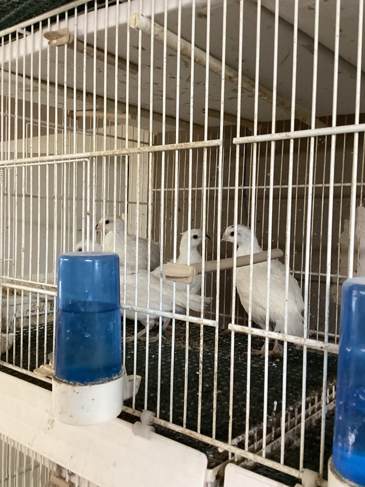 Witte boom kwartels  met dna, Dieren en Toebehoren