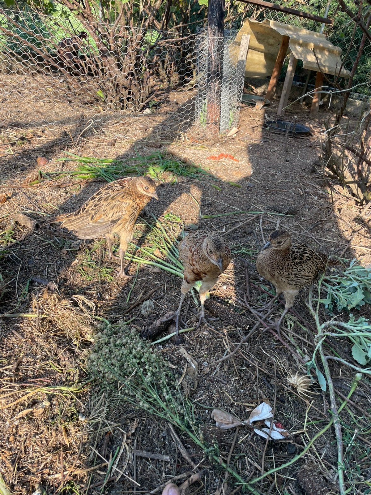 Jonge fazanten, Dieren en Toebehoren, Meerdere dieren