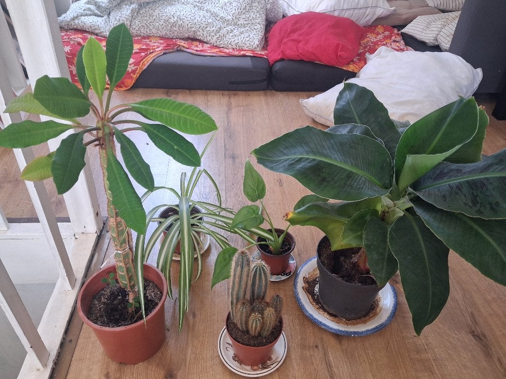 5 Plants, Enlèvement ou Envoi, Comme neuf