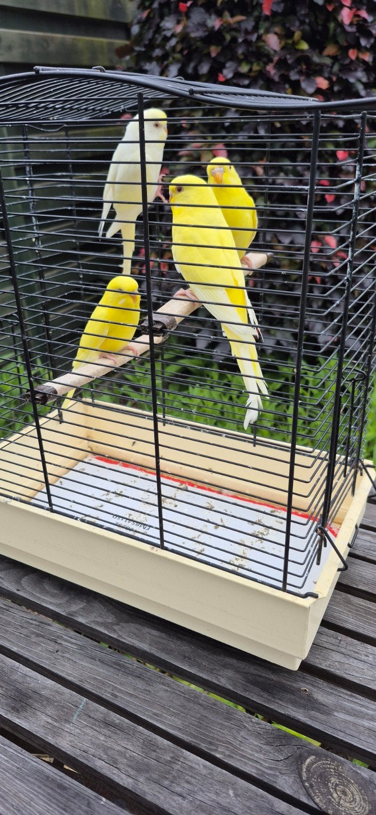Grasparkieten, Dieren en Toebehoren