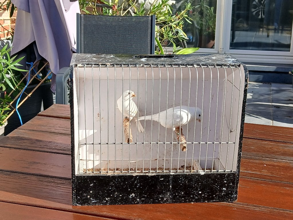 Witte kanaries, Dieren en Toebehoren, Meerdere dieren, Kleurkanarie