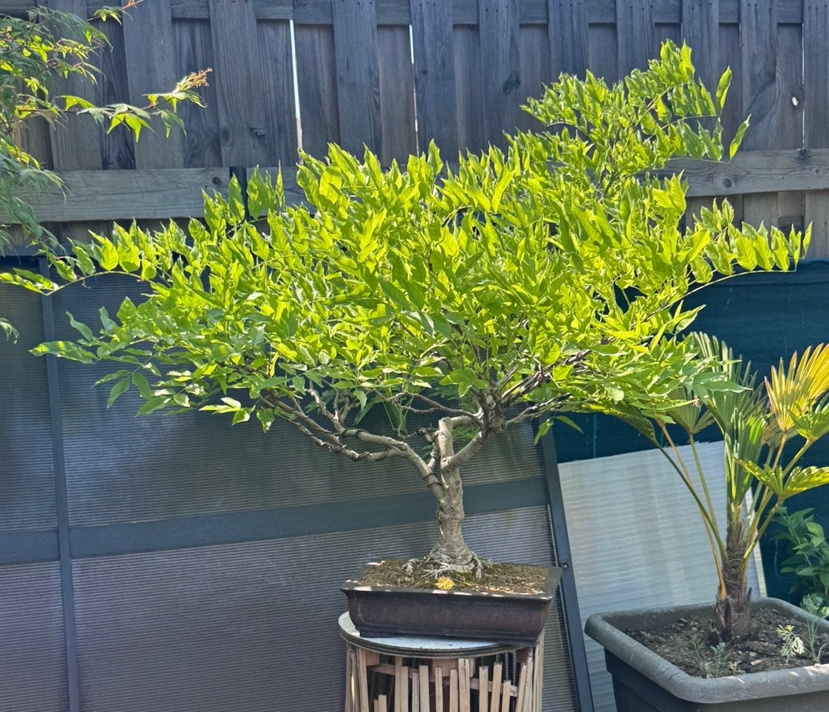 Bonsaï Glycine - Wisteria Floribunda, En pot, Moins de 100 cm, Plein soleil, Autres espèces