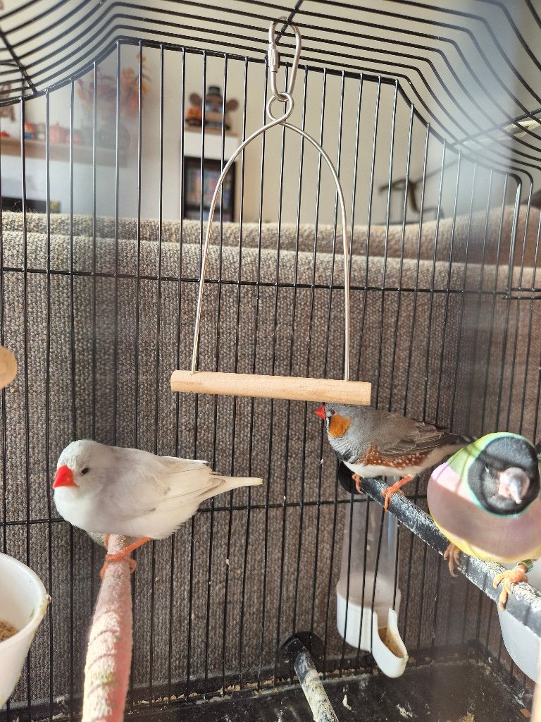 Petits oiseaux, Animaux & Accessoires, Plusieurs animaux, Perruche, Domestique