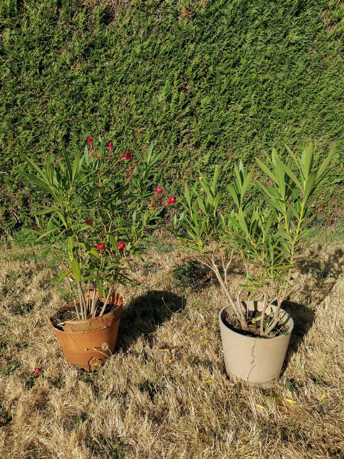 oleander, Ophalen
