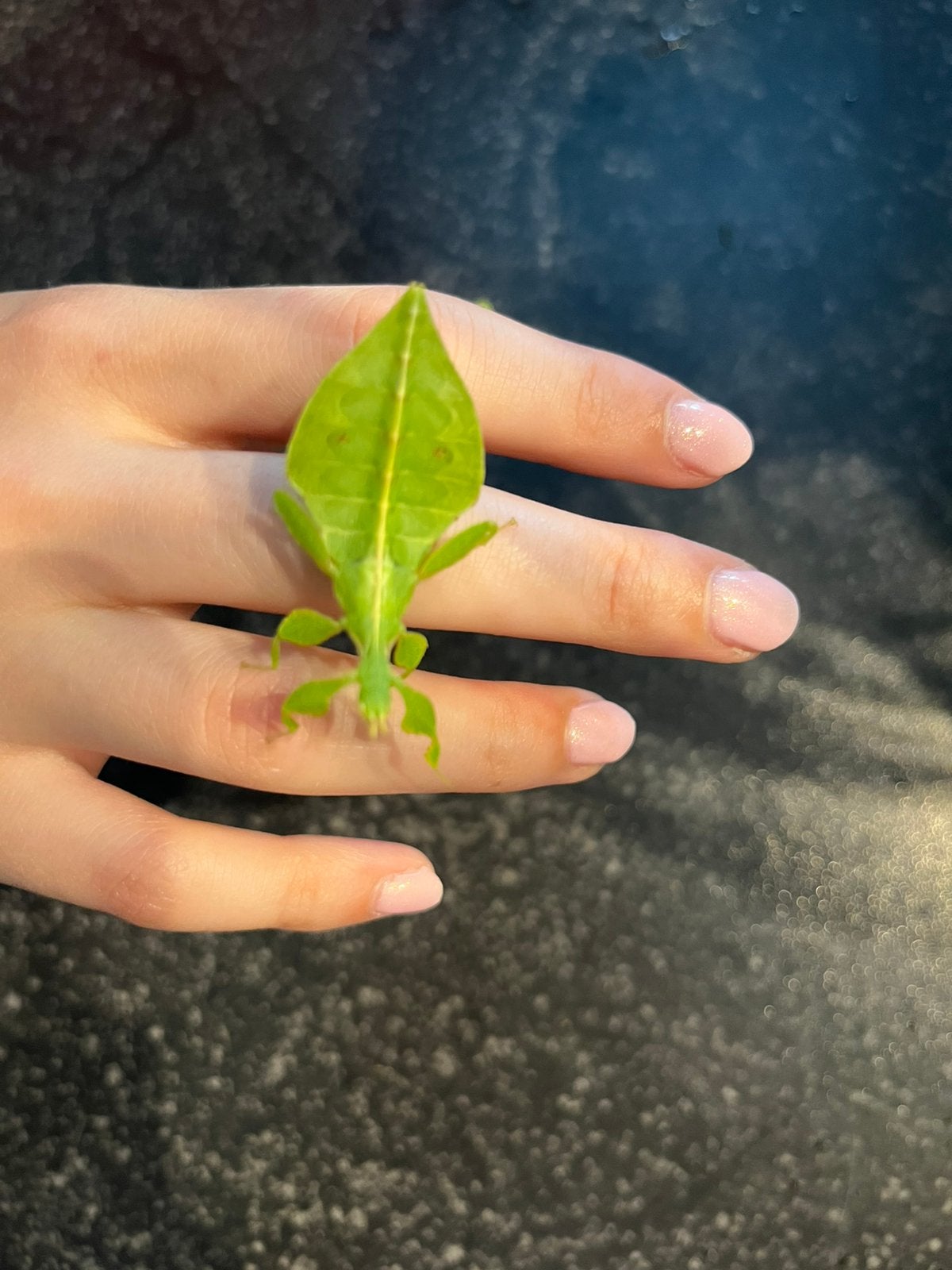 Wandelende blaadjes te koop, Dieren en Toebehoren, Insecten en Spinnen, Wandelende tak
