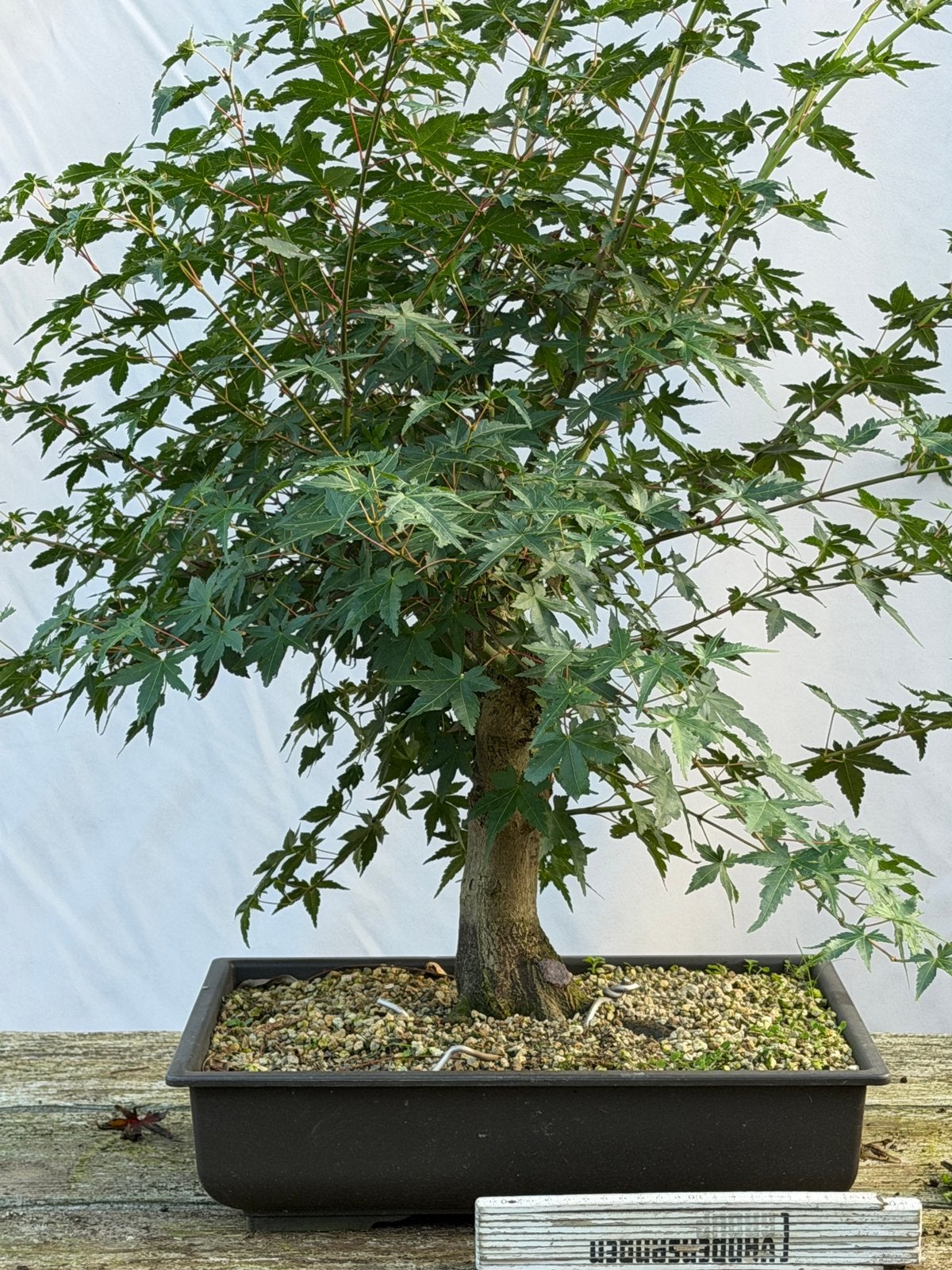 Bonsai; acer starter, Tuin en Terras, Ophalen, In pot