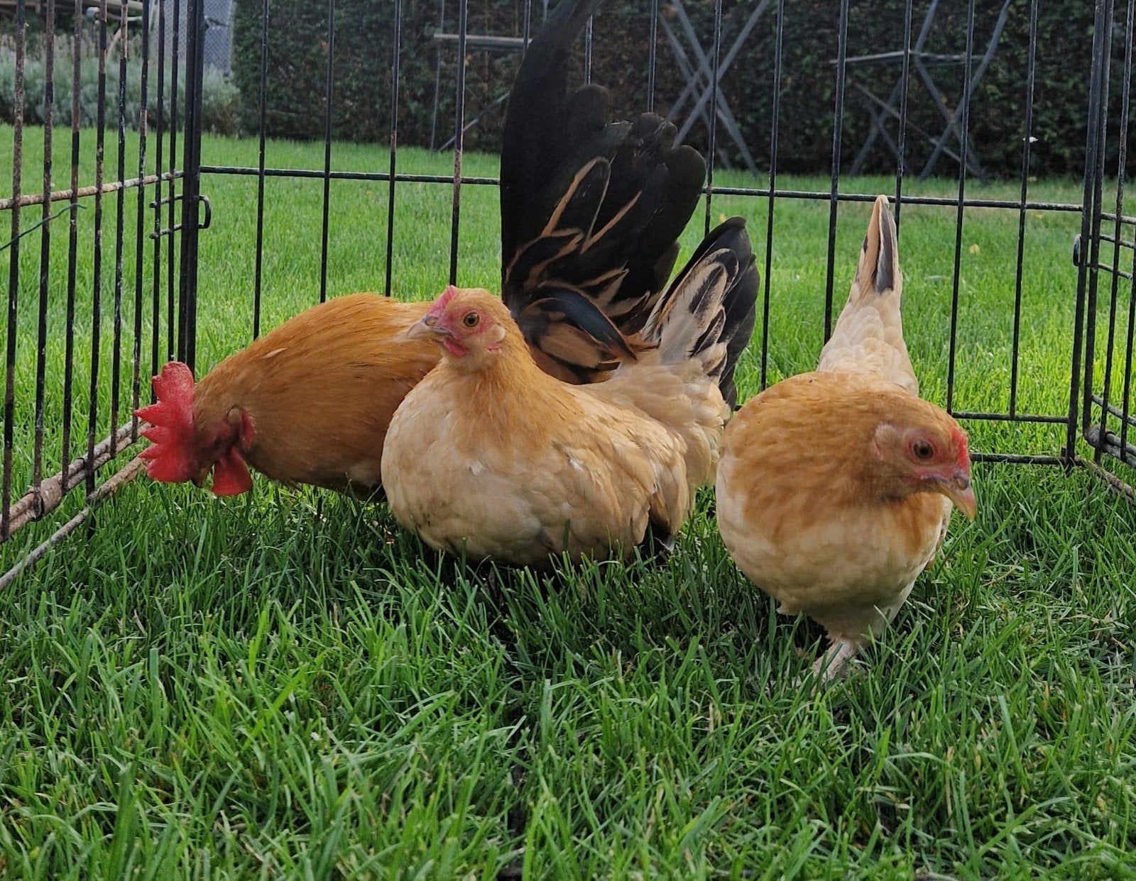 bruine chabo's, Dieren en Toebehoren, Kip