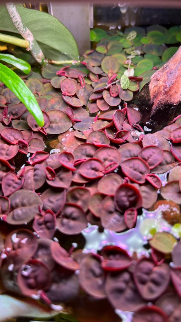 Phyllanthus fluitans / Red Root floater, Dieren en Toebehoren, Ophalen, Zo goed als nieuw, Plant(en), Steen of Hout