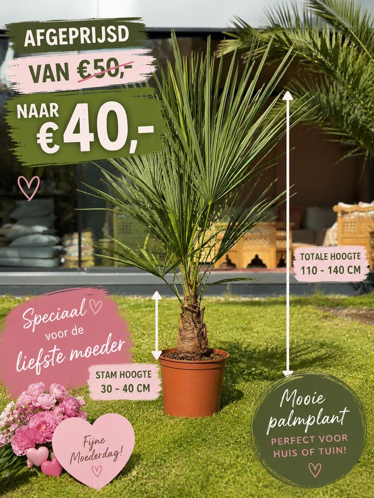 Conseil pour la fête des mères  Palmier rustique, Enlèvement