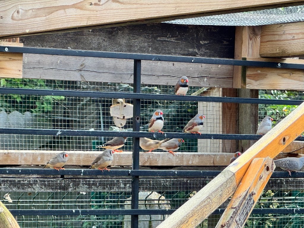 Kanarie - zebravink - diamantduifjes, Dieren en Toebehoren, Meerdere dieren