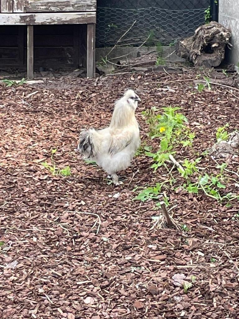 Coq de tétras à soie gratuit, Mâle, Poule ou poulet
