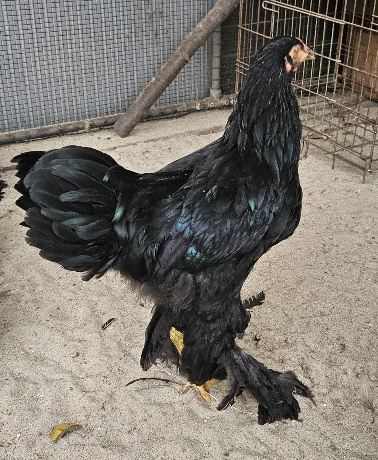 zwarte Brahma's, Dieren en Toebehoren, Pluimvee