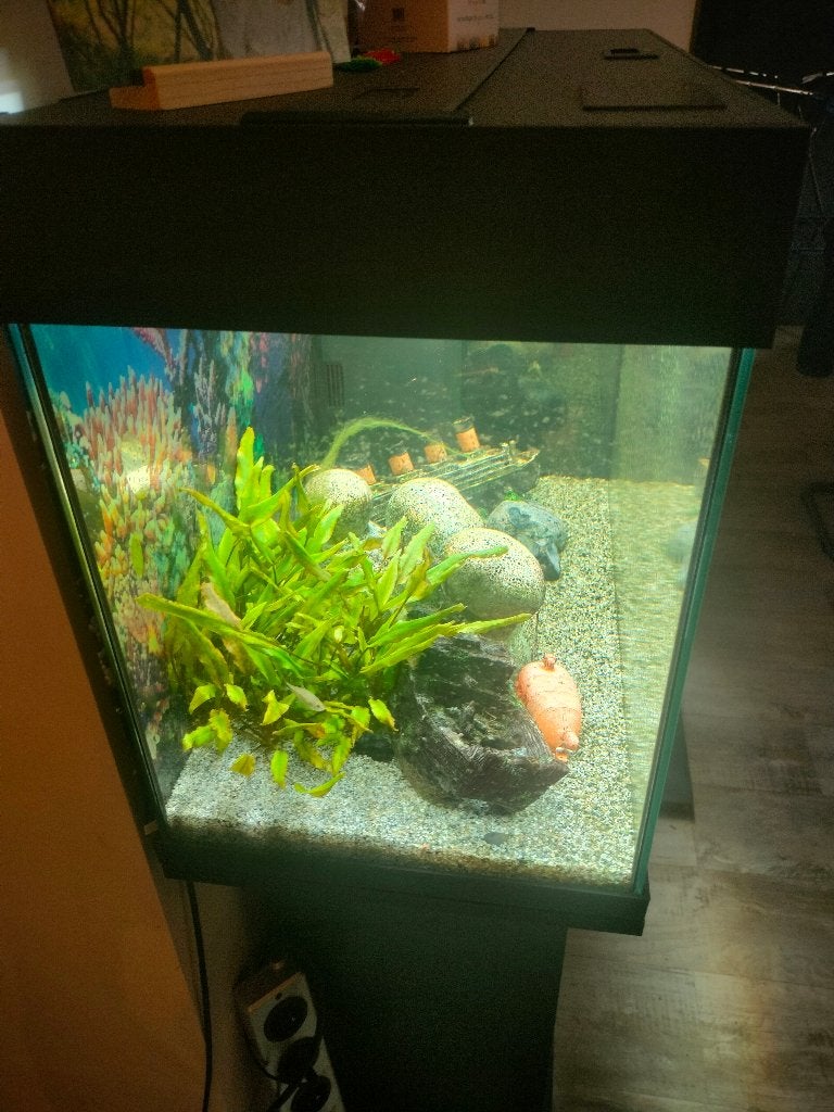 Aqarium, Overige typen, Zoetwatervis