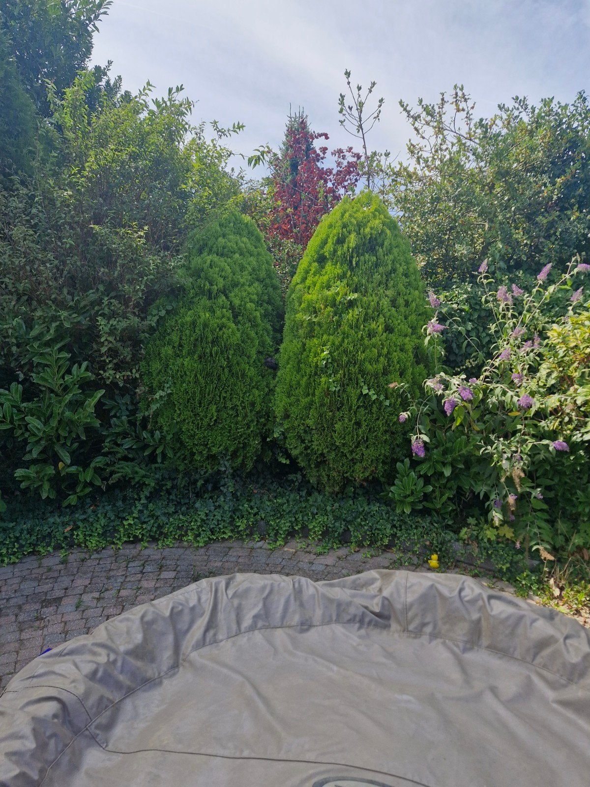 Diverse struiken, planten en hagen, Tuin en Terras, Planten | Struiken en Hagen, Ophalen
