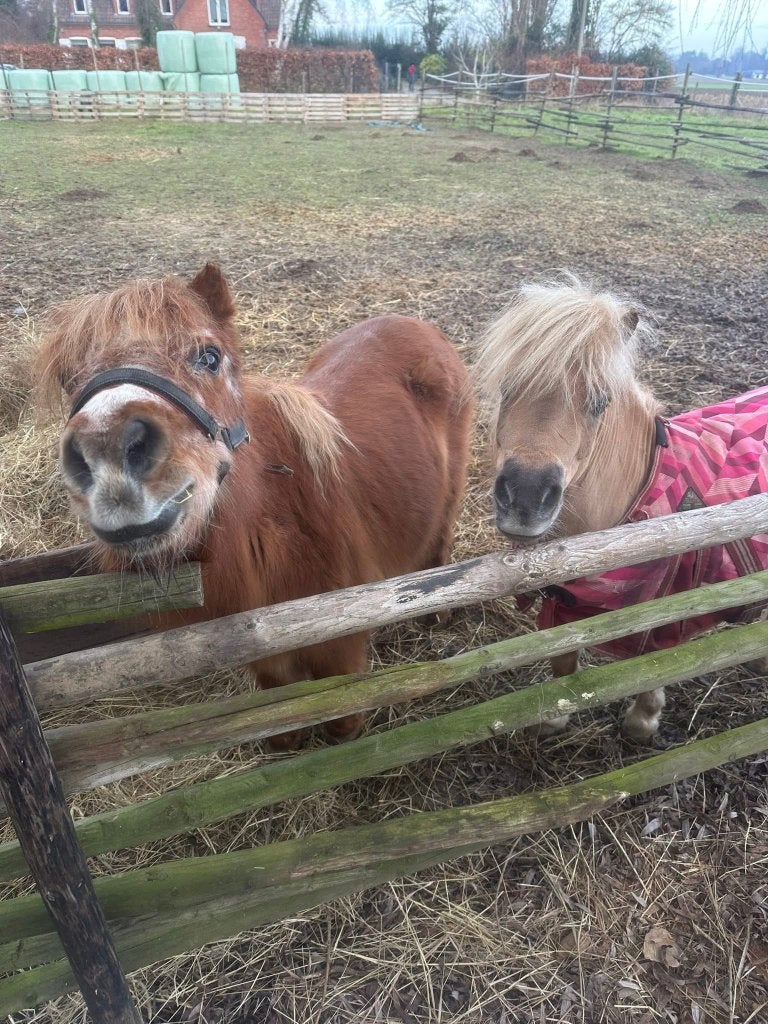 Aangeboden stalling shetlander, Animaux & Accessoires, Poneys