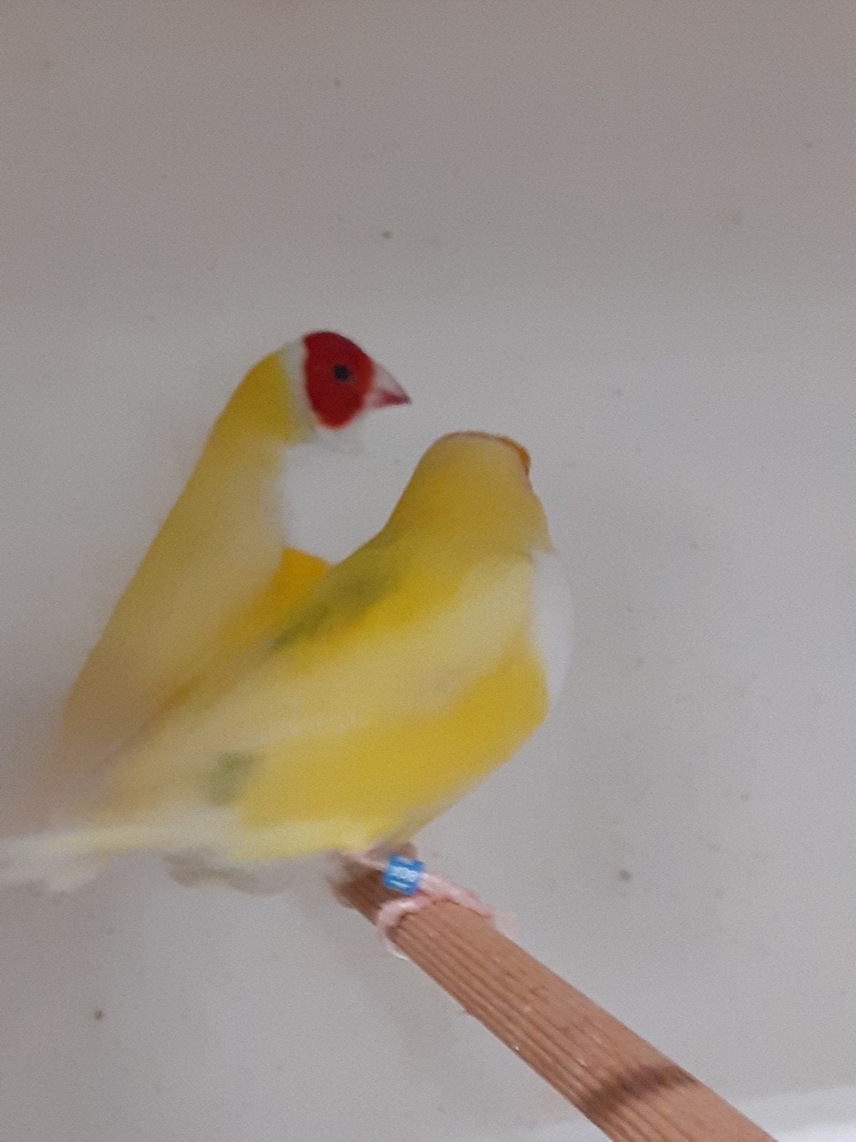 Goulds, Dieren en Toebehoren, Geringd