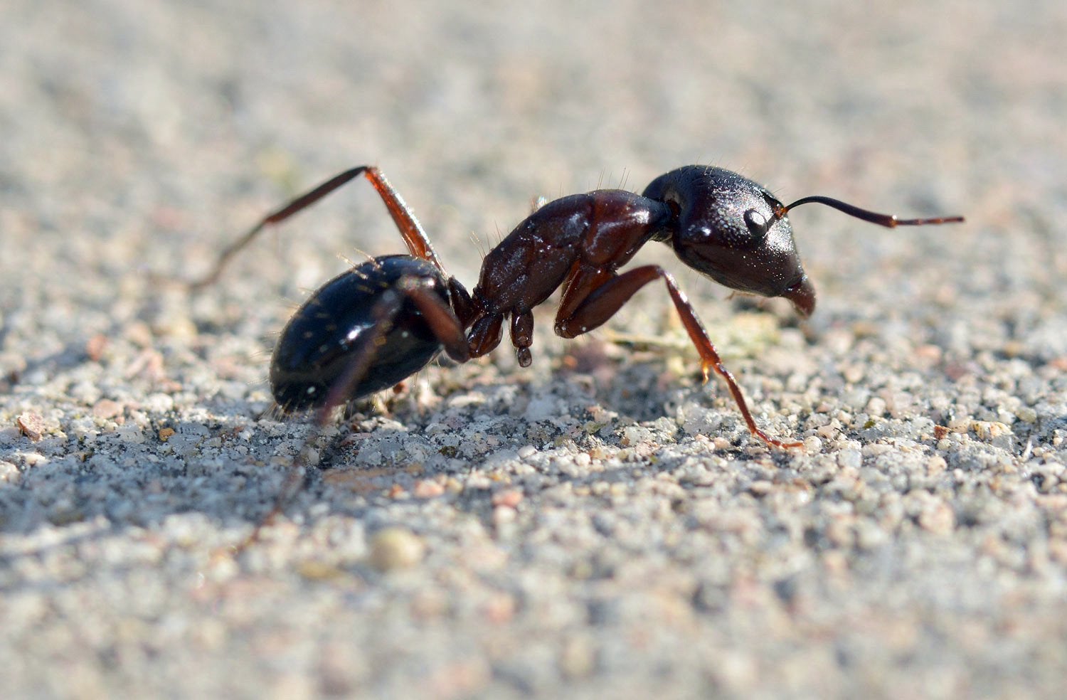 Camponotus Sylvaticus koningin met broed, Dieren en Toebehoren