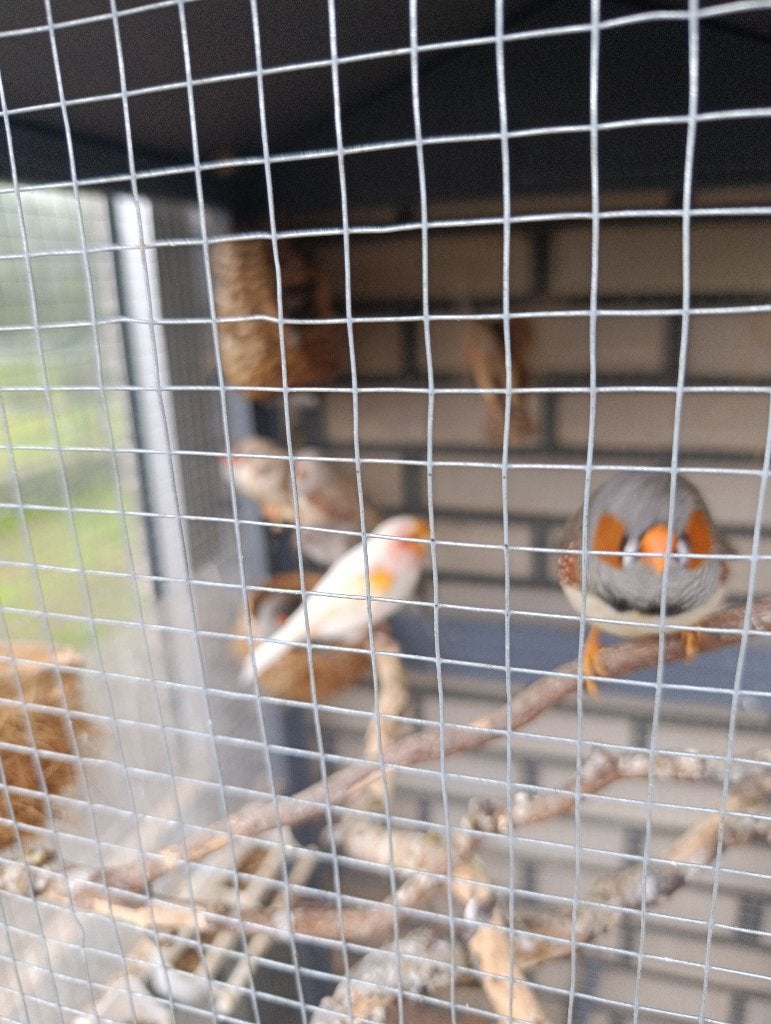 Kleine voluliere met vogels
