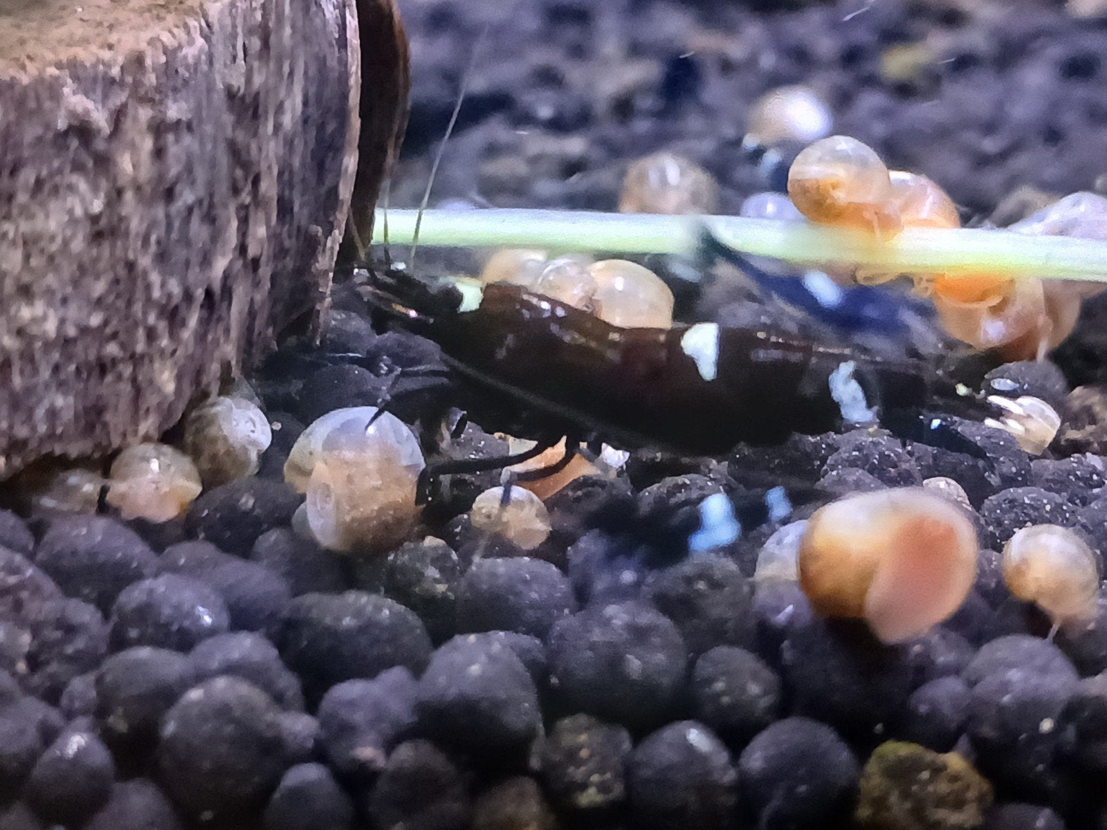 Black King Kong caridina garnalen, Dieren en Toebehoren, Vissen | Aquariumvissen, Kreeft, Krab of Garnaal