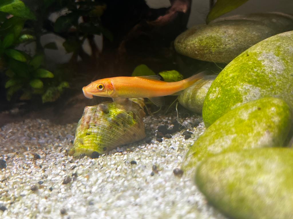 GRATUIT (2 mangeurs d'algues chinoises dorées), Animaux & Accessoires, Poisson, Poisson d'eau douce