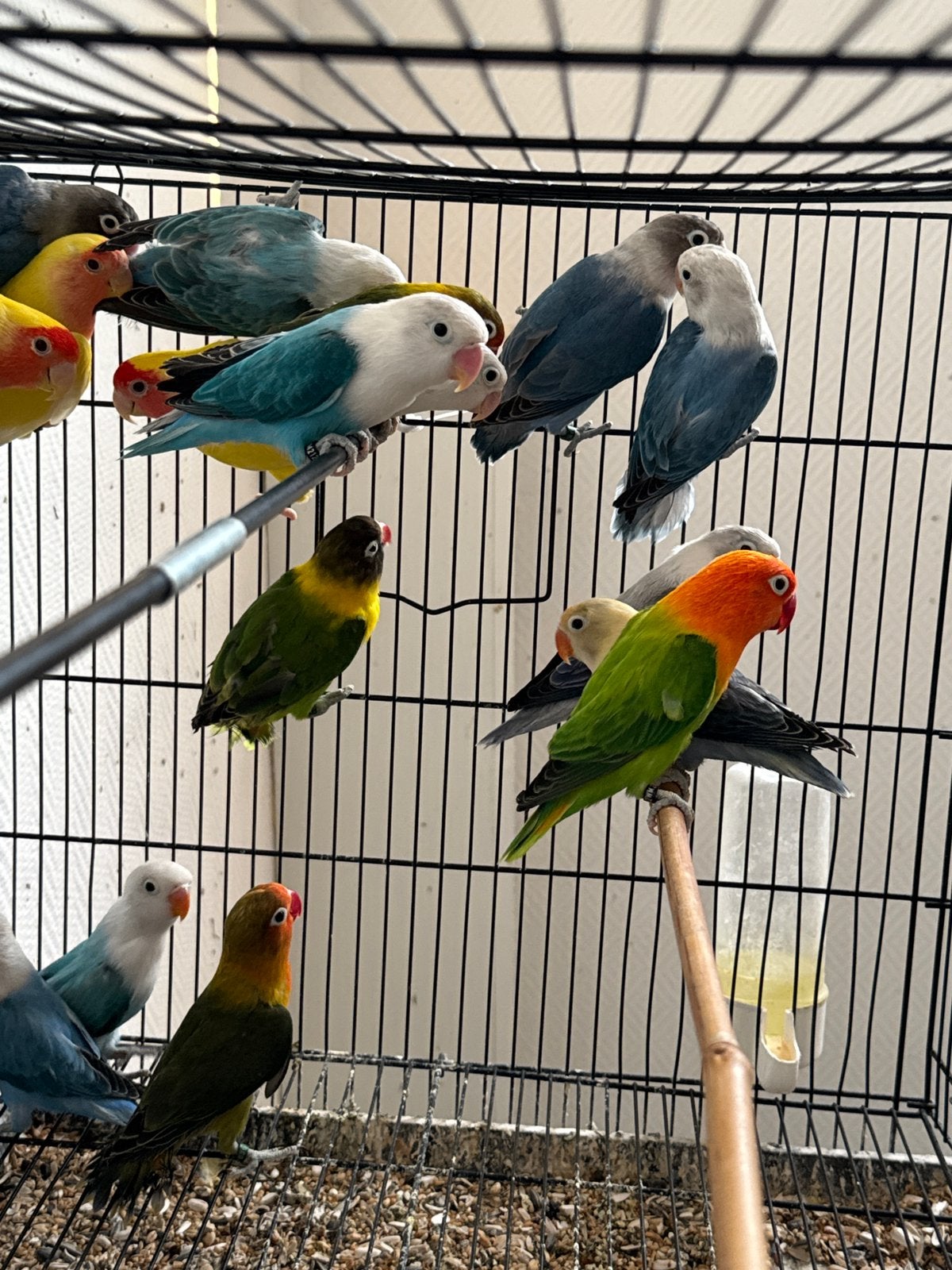 Lovebird te koop