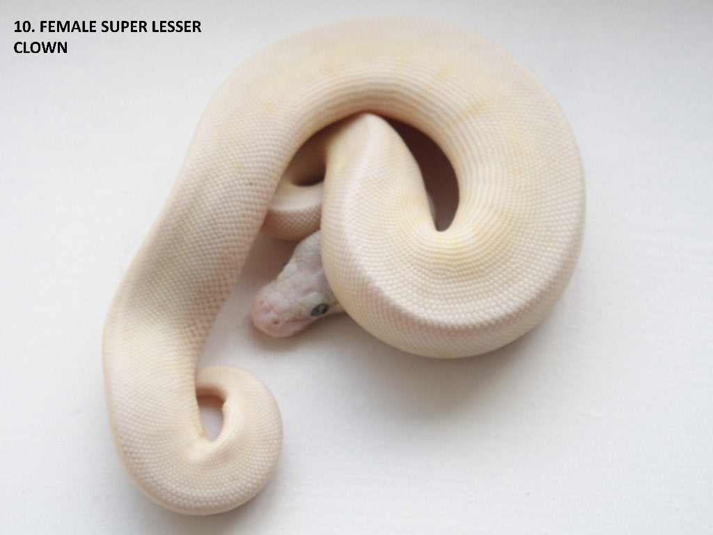 Koningspythons nakweek 2026 Ball Python photo 10