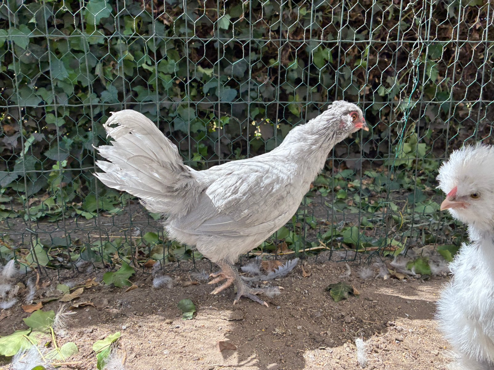 Raszuivere Araucana lavendel haan – 10 weken, Dieren en Toebehoren, Pluimvee, Mannelijk, Kip