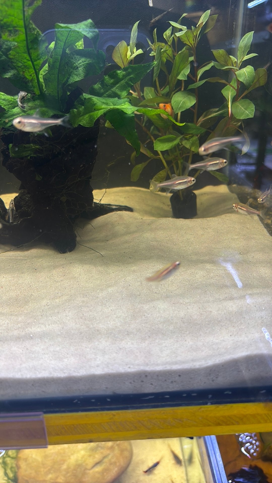 Hemigrammus erythozonus, Dieren en Toebehoren, Vis, Zoetwatervis, Schoolvis