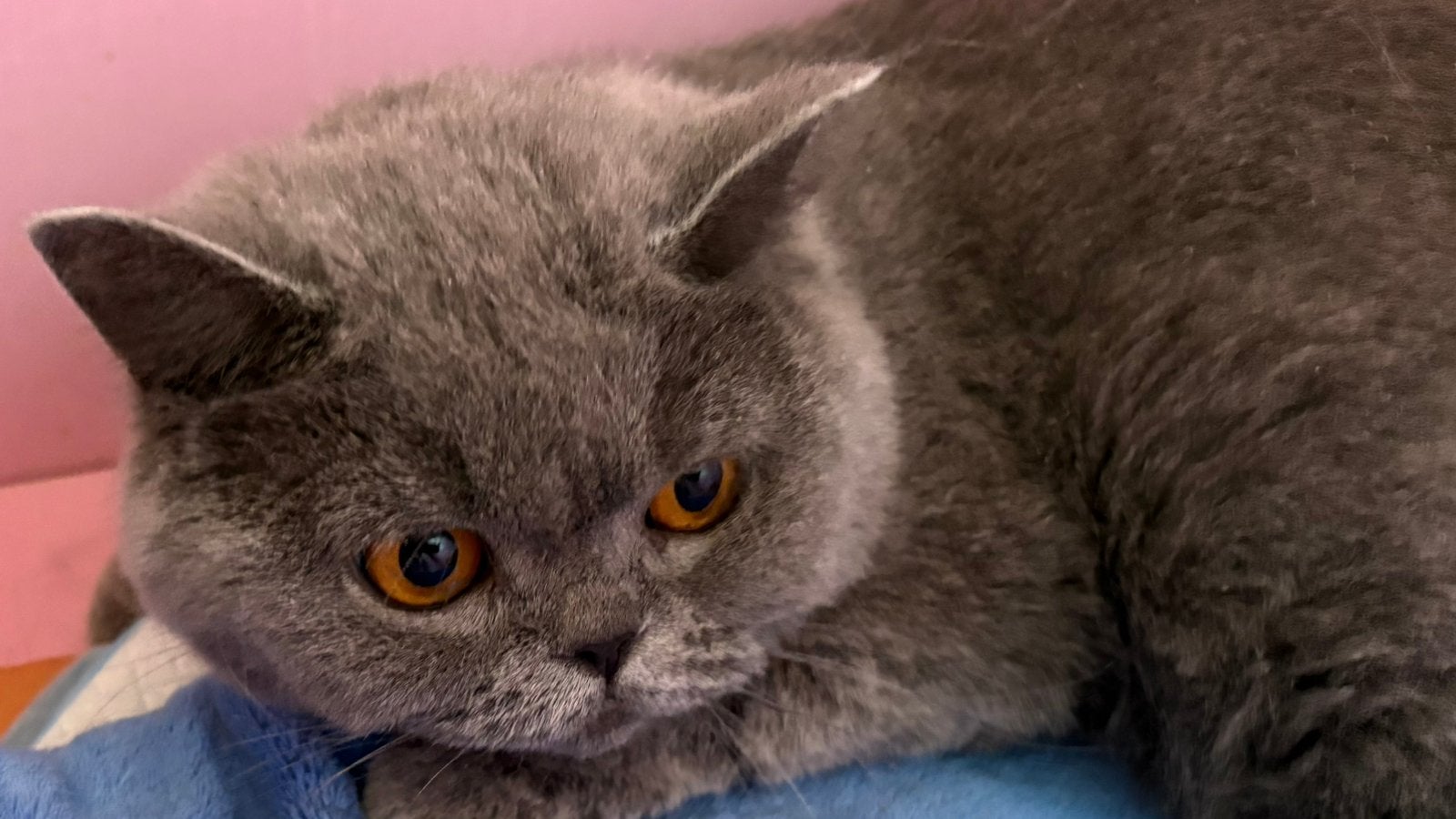 Ch.Brits korthaar Feya, Dieren en Toebehoren, Katten en Kittens | Raskatten | Korthaar, Poes, Met stamboom, 0 tot 2 jaar