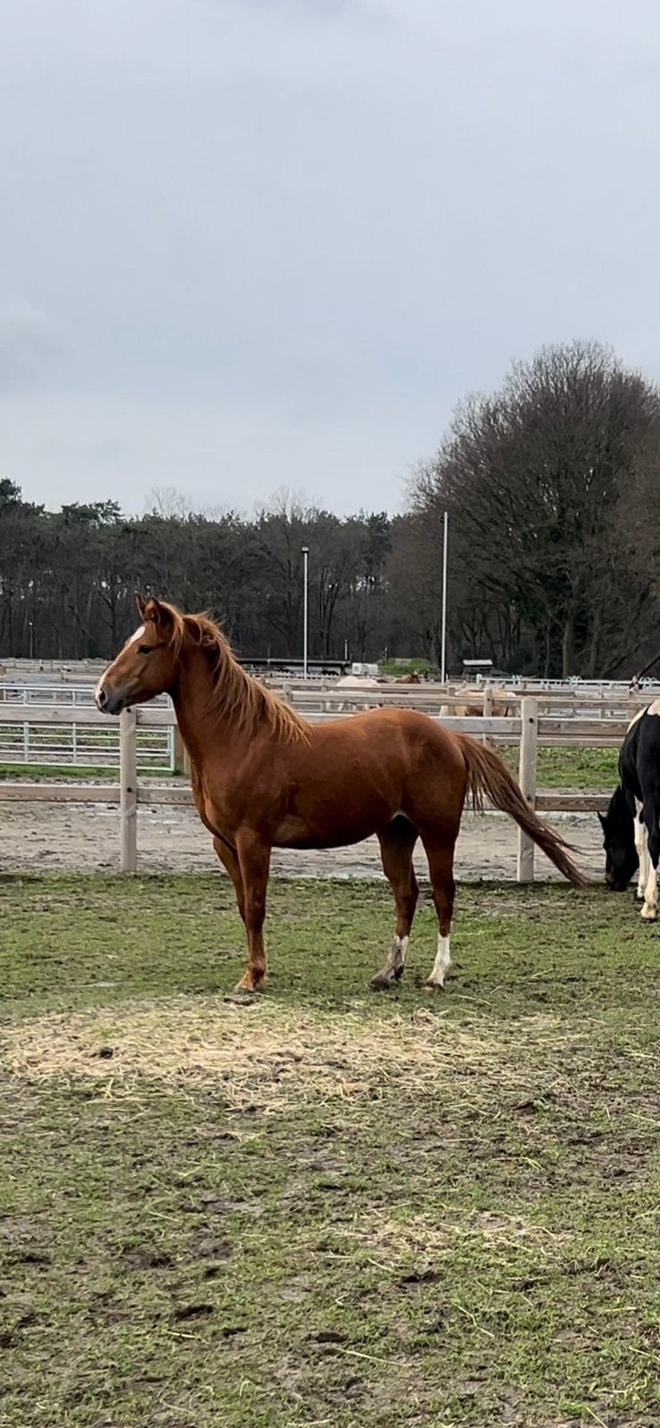 Quarter ruin 6 jaar, Animaux & Accessoires, Débourré, Moins de 160 cm, Cheval western, 3 à 6 ans