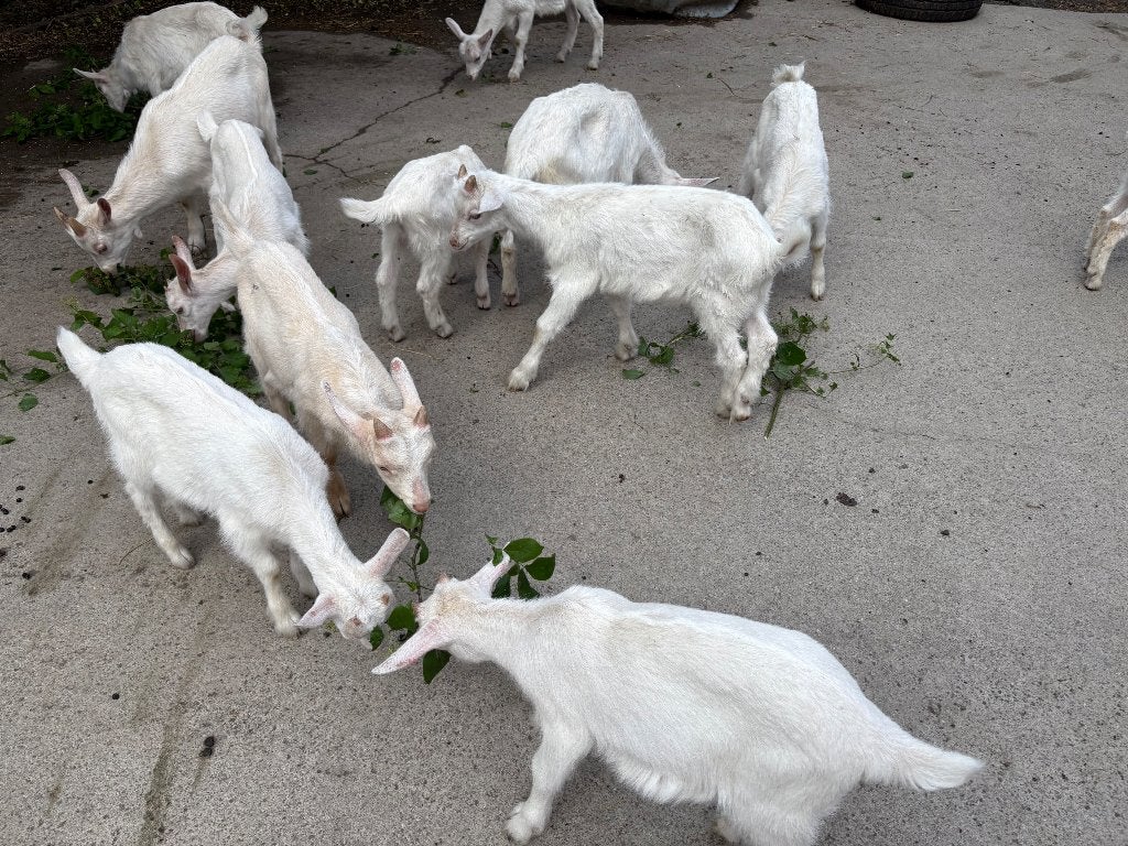 2 chevrettes saenen, Animaux & Accessoires, Moutons, Chèvres & Cochons, Femelle, Chèvre, 0 à 2 ans