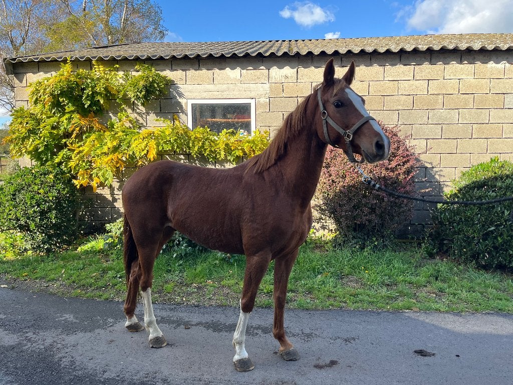 D pony, Dieren en Toebehoren, Ruin, Niet van toepassing, D pony (1.37m tot 1.48m)