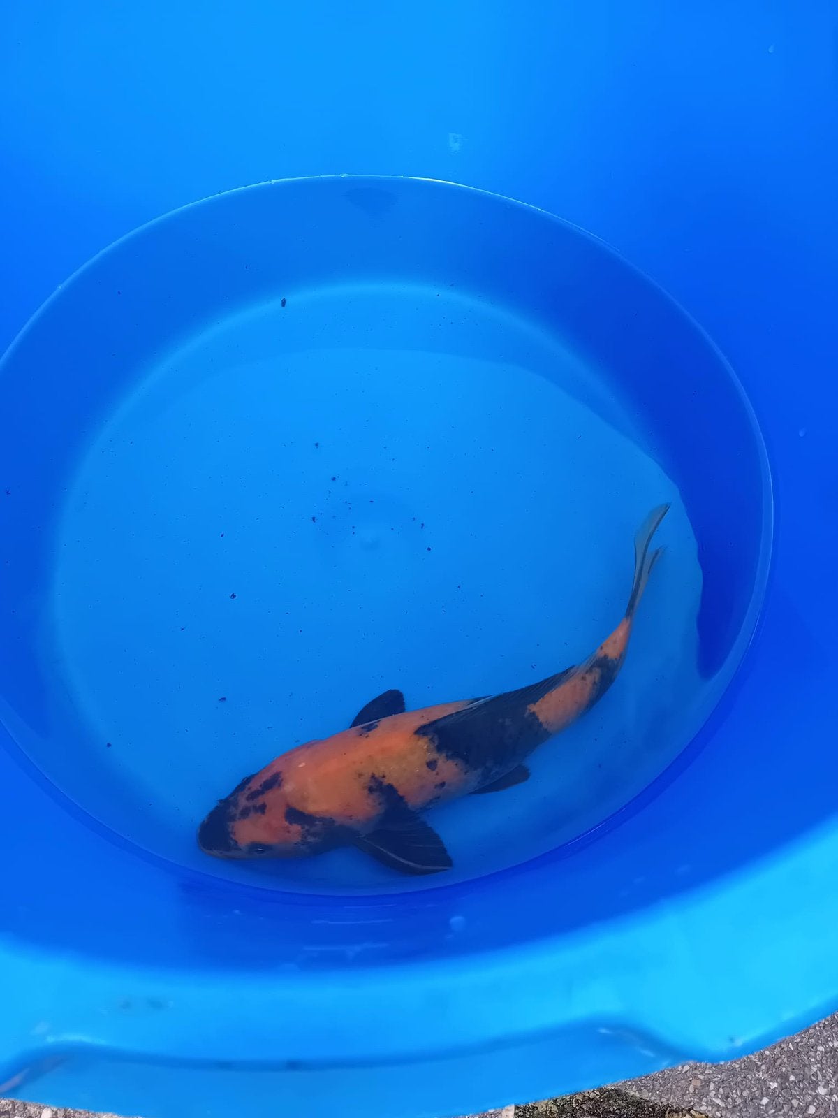Hi-utsuri ! Japanse koi ! 30 cm