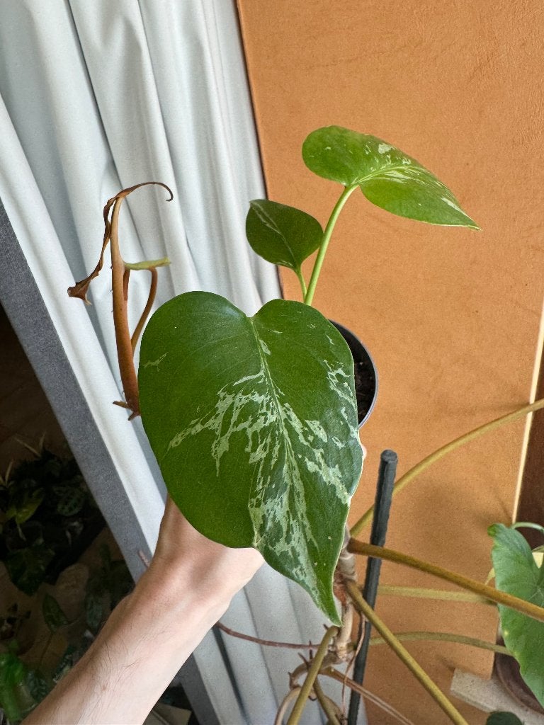 Monstera bulbasaur, Ophalen, 200 cm of meer, Overige soorten, Halfschaduw