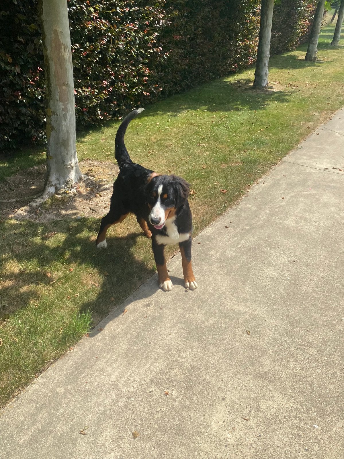 Berner Sennen pup, Parvo, België, 15 weken tot 1 jaar, Overige rassen