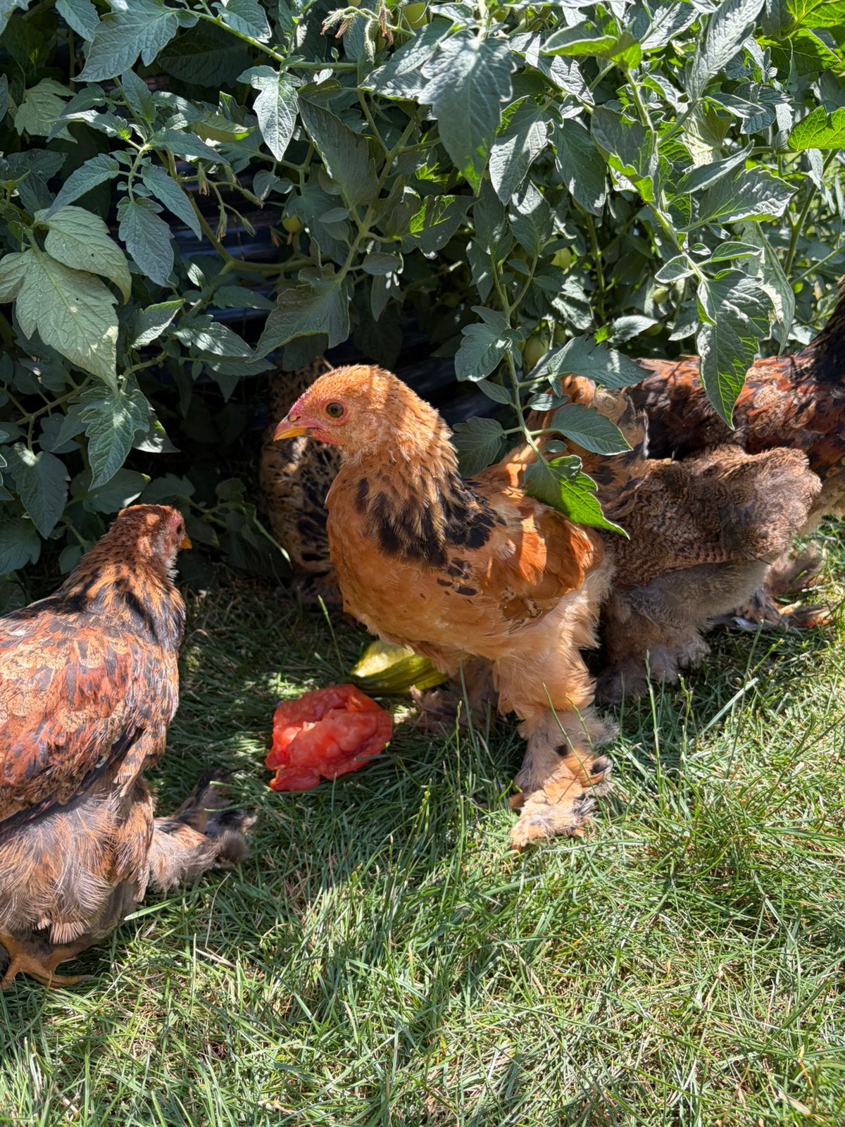 2 cochin haantjes gratis af te halen., Mâle, Poule ou poulet