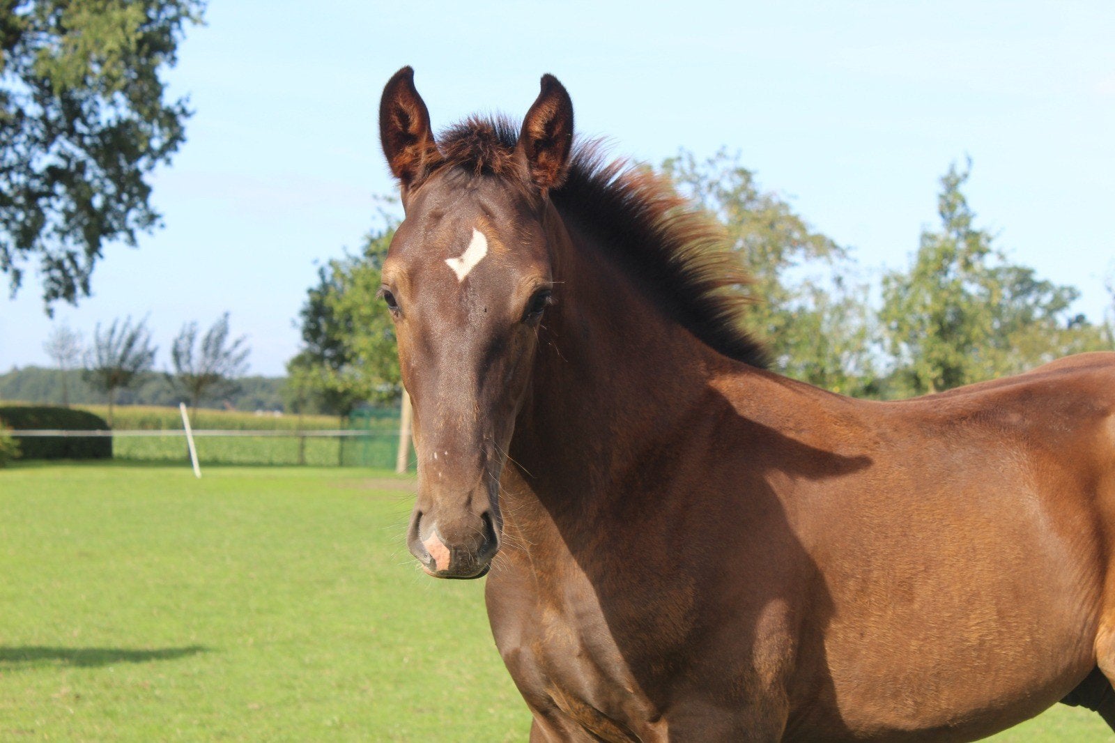 hengstenveulen Toèmme de Régor, Dieren en Toebehoren, Hengst, Niet van toepassing, Springpaard, Met stamboom