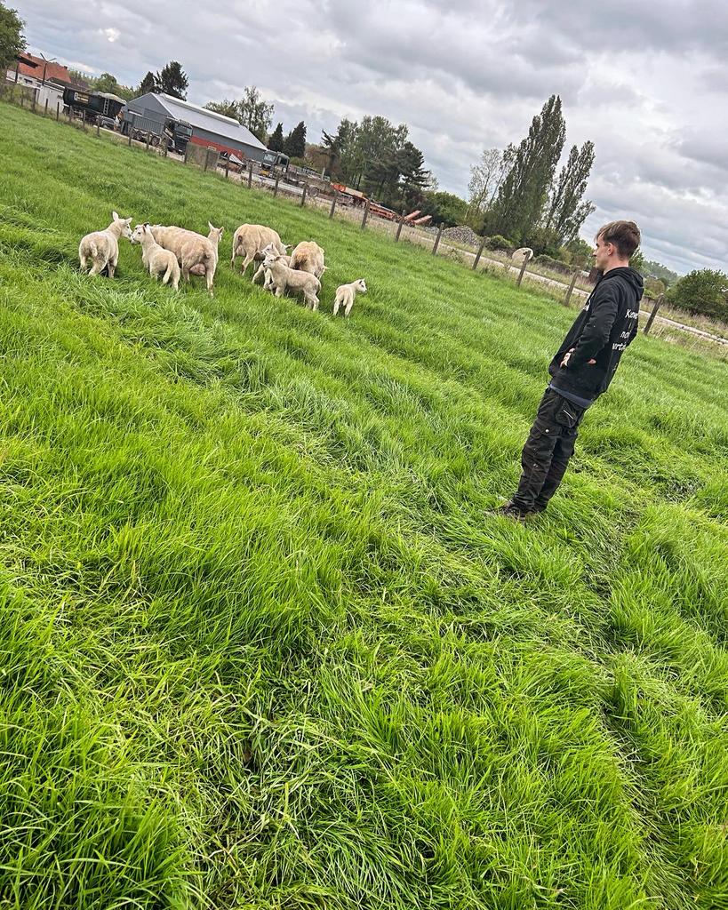 Zoek een weide om te laten begrazen door onze schapen, Animaux & Accessoires, Box & Pâturages, Pâturage
