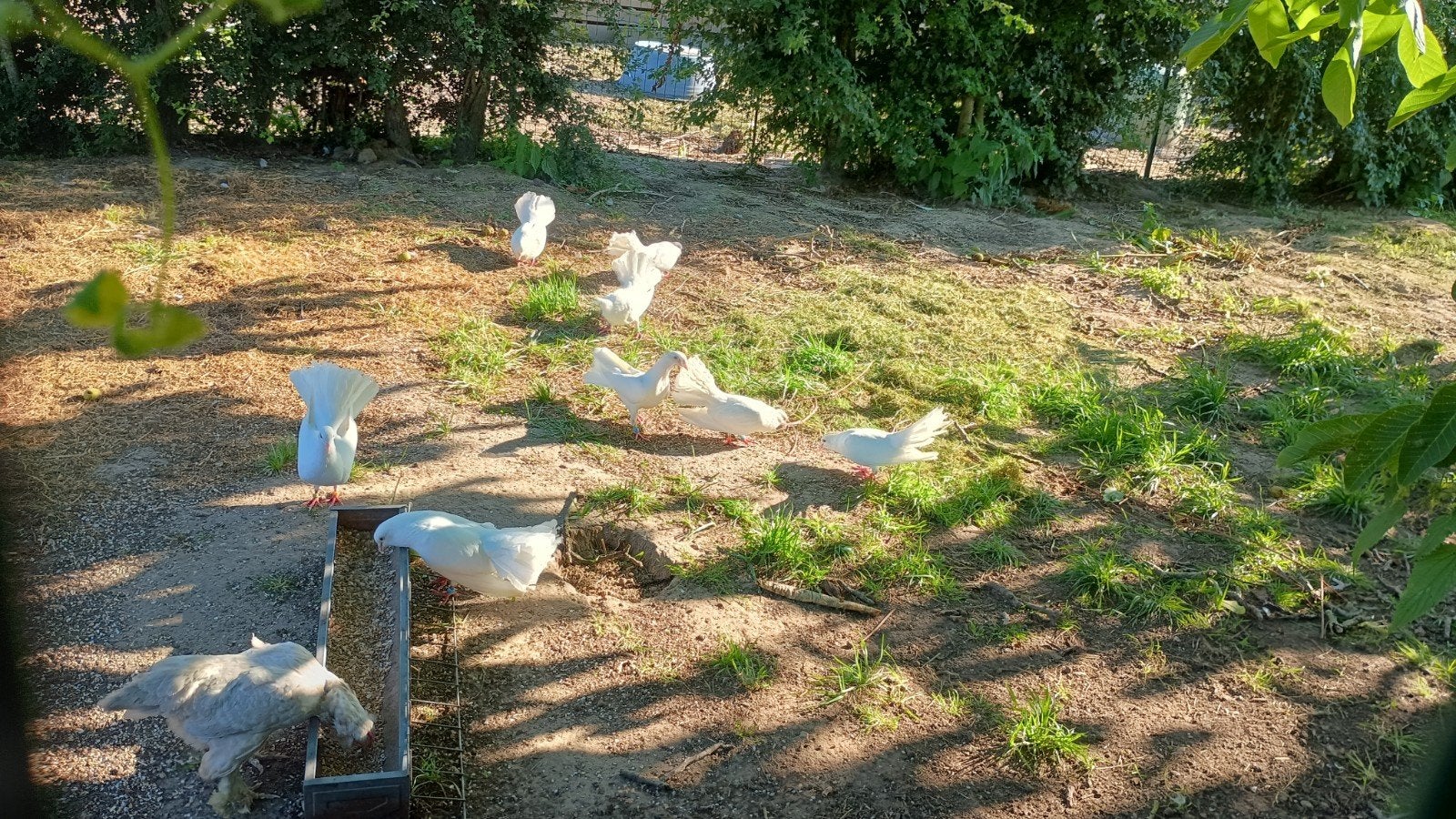 Pauwstaartjes, Dieren en Toebehoren
