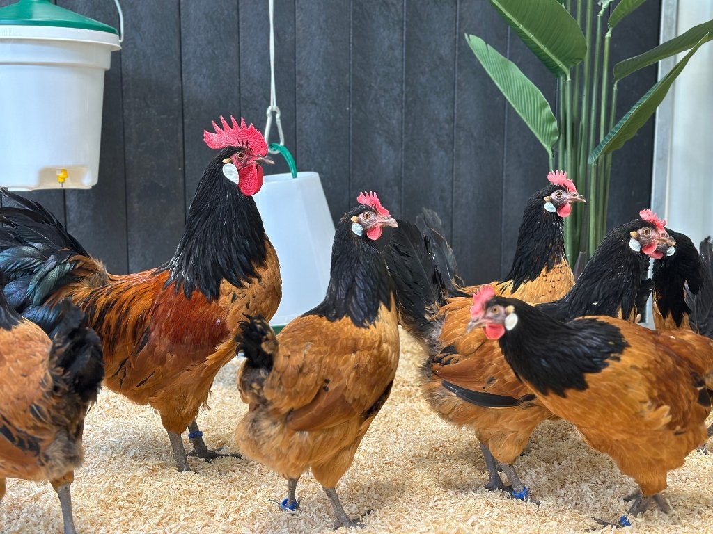 Jonge tamme Vorwerk kippen gesekst en ingeënt, Dieren en Toebehoren, Vrouwelijk, Kip