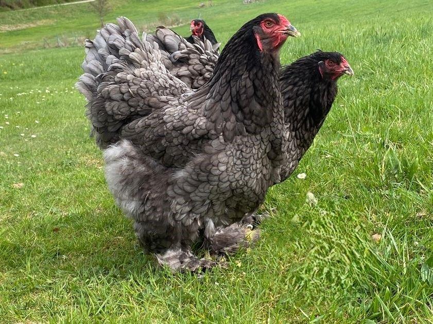 Oeufs fécondés à incuber Brahma bleu 4€ / oeuf, Animaux & Accessoires, Envoi, Neuf