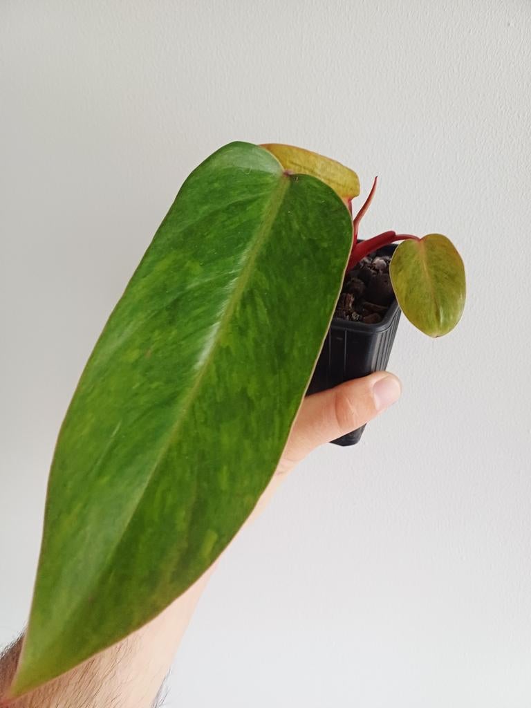 Philodendron geschilderde dame, Huis en Inrichting, Kamerplanten, Overige soorten, In pot, Minder dan 100 cm, Groene kamerplant