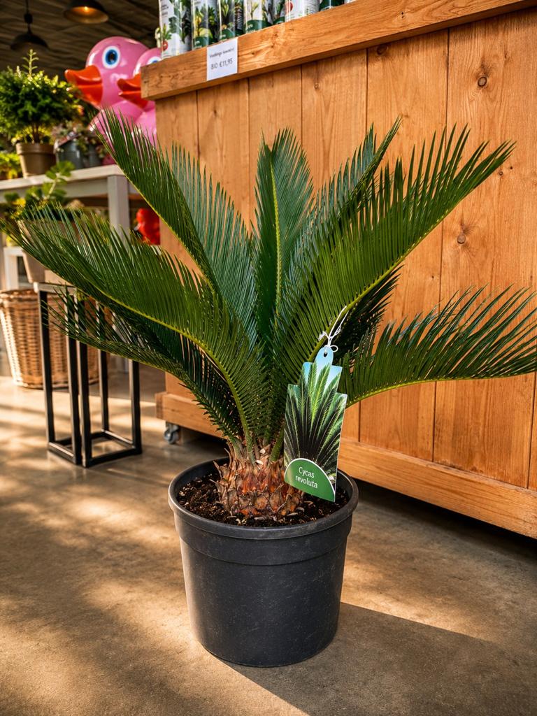 Cycas Revoluta - Vredespalm, Ophalen