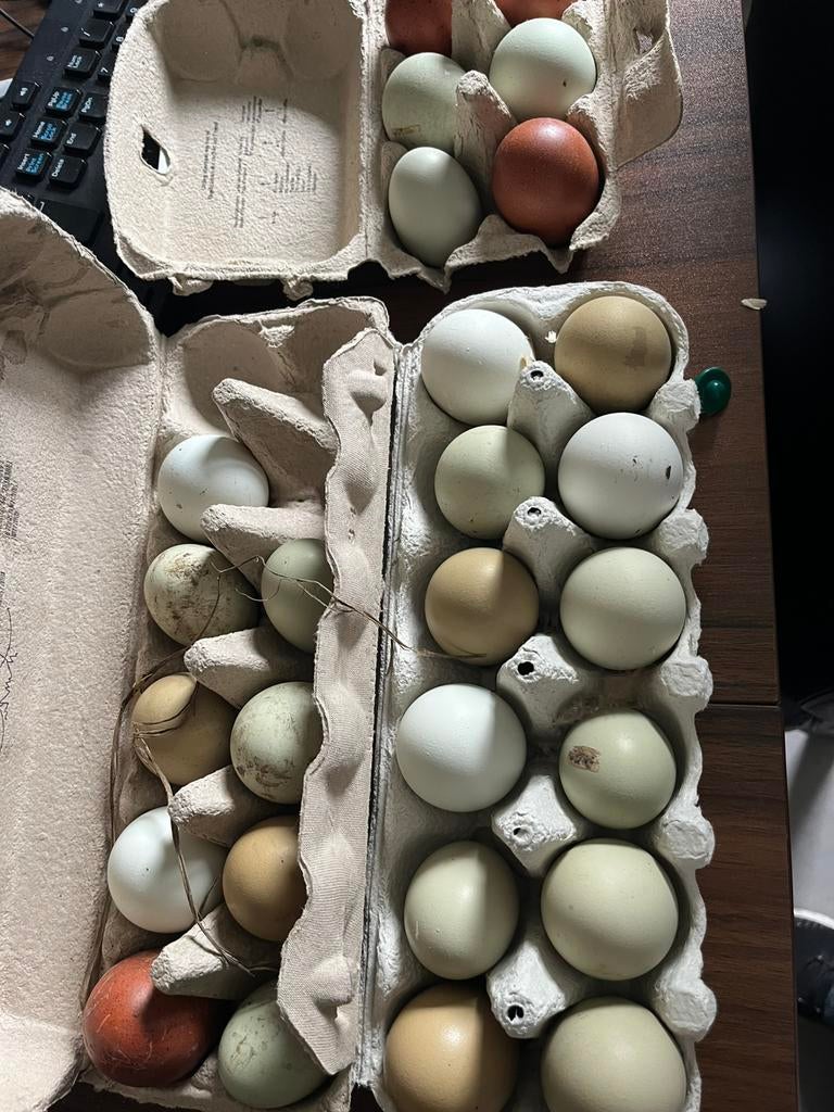 Olive egger, easteregger broedeieren, Dieren en Toebehoren