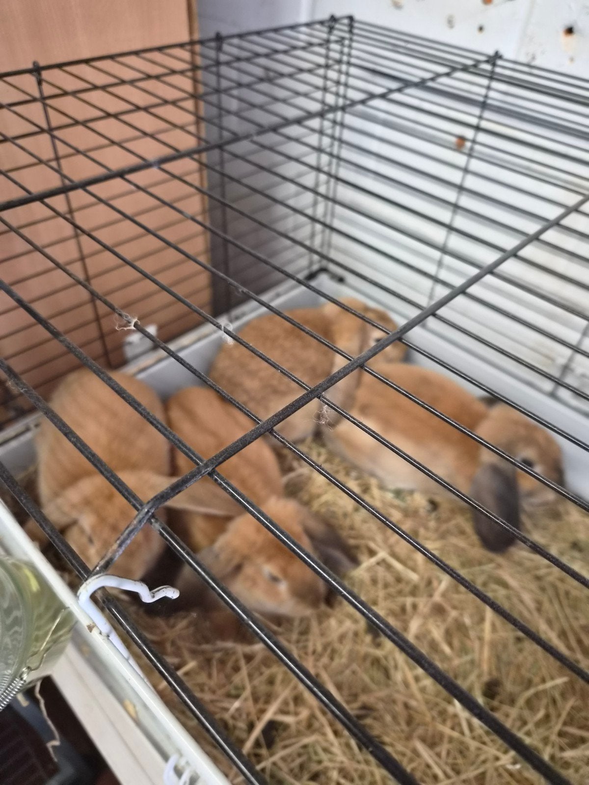 jonge franse hangoren, Dieren en Toebehoren, Geslacht onbekend, Groot, Hangoor, 0 tot 2 jaar