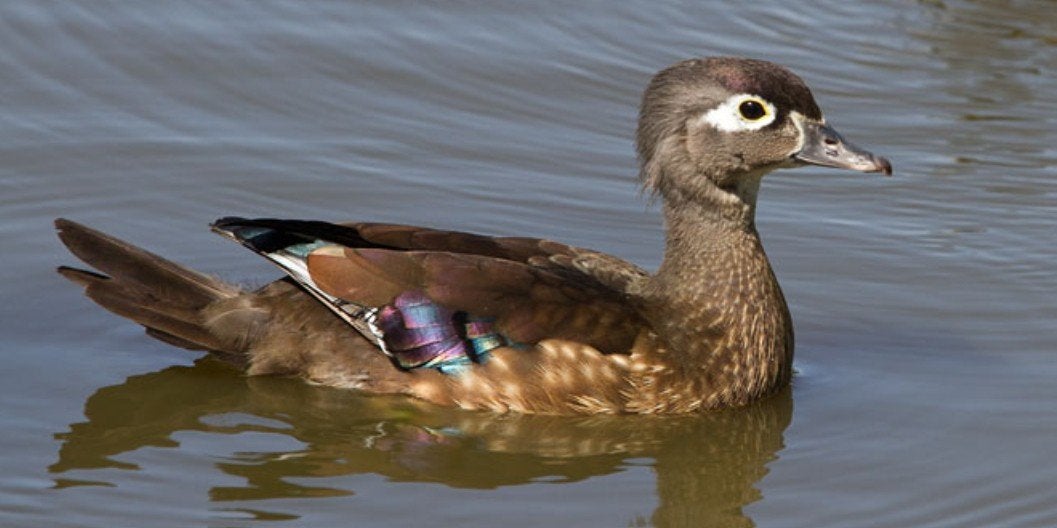 Carolina hen 2025, Dieren en Toebehoren, Pluimvee